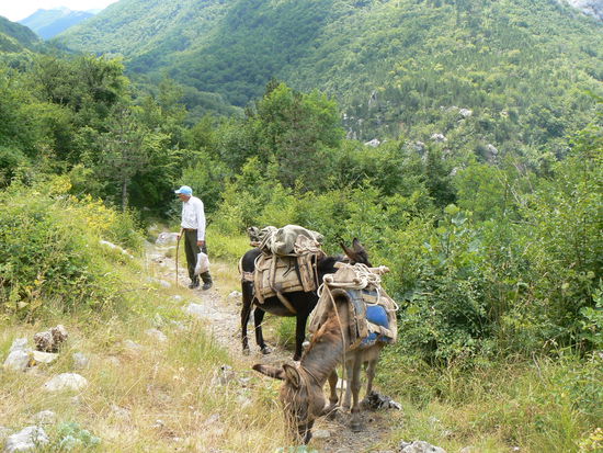 Die Versorgung der Bewohner und Wanderer in den Bergen übernehmen die Maultiere.