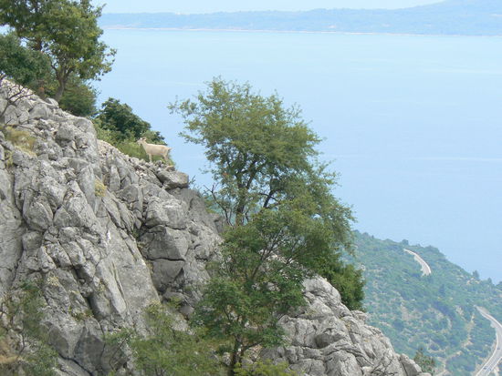 Mutiger Ziegenbock bei Makarska.