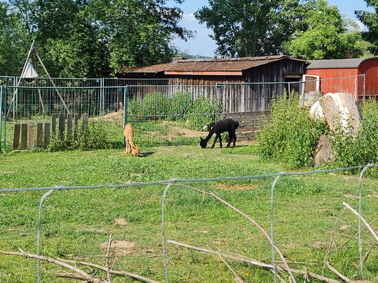 Die etwas skurril erscheinenden Alpakas sind immer einen Blickfang wert.