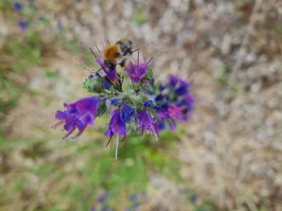 Endlich weg von menschlichen Technik- und Designbefindlichkeiten gibt es nach kurzer Weiterfahrt bei der Ortschaft Wiesen schon wieder einen Zwischenstopp, als sich eine Ackerhummel an der Nektarausgabe eines "Gewöhnlichen Natternkopfs" bedient.
Solche Beiträge zur Botanik am Wegesrand streue ich ja schon längere Zeit in meine Reiseberichte ein - zum erstenmal während der Tour von Glückstadt an der Elbe nach Hause im Jahre 2014.
Der erste Ort war damals eine kleine Straßenausbuchtung in der Nähe der Landesgrenze von Hessen nach Bayern, als ich auf ein Wildgewächs aufmerksam wurde.