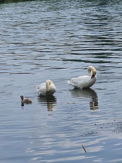 Schwäne sind für mich so sehr majestätische Wassertiere, daß ich sie mit Vorliebe ablichte.
Unvergessen, als ich entlang des Neckars in Heidelberg direkt neben dem Radweg unweit der Alten Brücke einen brütenden Schwan aus gut einem Meter Entfernung ablichtete. Ein Teil von einem Ei war dabei sichtbar und der Schwan machte aber keine Anstalten mich anzuzischen oder anzugreifen. Eine direkte Nahaufnahnme wollte ich dann aber doch nicht riskieren.