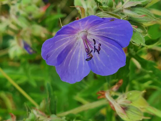 Wiesen-Storchschnabel, auch Blaues Schnabelkraut.
Uneingeschränkt essbar, Verwendung z.B. Salaten und Pestos.