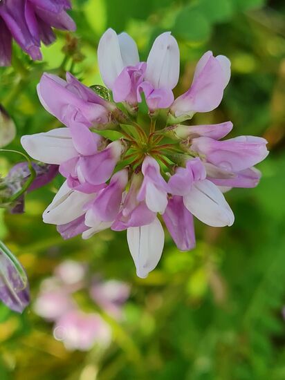 Bunte Kronwicke, Giftwicki oder Schaflinse.
Für den Menschen giftig, als Heilpflanze verwendbar, u.a. wird sie als Herzmittel getestet, aber bitte keine Selbstmedikamentation !!!
Für manche Tiere nicht giftig, daher auch als Futtermittel angebaut.