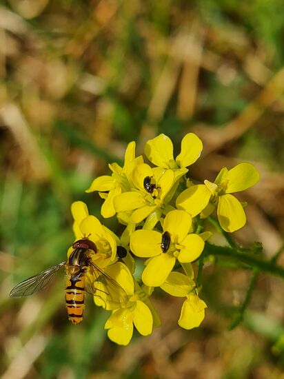 Orientalisches Zackenschötchen mit Hainschwebfliege und zwei Käferchen, ist, verwandt zu Raps und Senf. Auch Wurzeln und Blätter können gegessen werden, junge Blätter sogar roh.