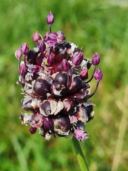 Schlangenlauch, ungiftig, wird als Gewürzkraut angebaut.