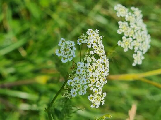 Könnte eine Schafgarbe (nicht giftig) sein, man bräuchte aber Fotos der Blätter für eine eindeutige Identifizierung.