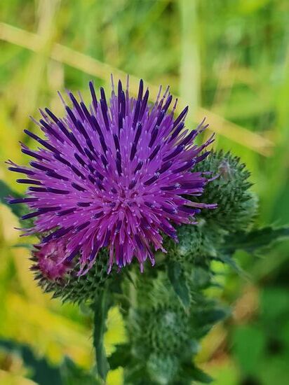 Distel, nicht giftig, aber es kann Überempfindlichkeiten geben.