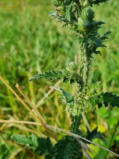 Die Distel unterhalb der Blüte.