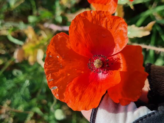 Klatschmohn