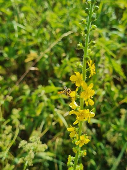 Kleiner Odermennig, wird als Heilpflanze angebaut.