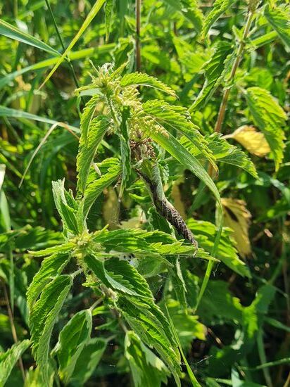 Urtica dioica, auf gut deutsch "Große Brennnessel"
Für  Hunde und Katzen mäßig giftig, beim Menschen sind bei Kontakt Hautirritationen möglich.  Steigert jedoch die Durchblutung etc.
Viele Anwendungsmöglichkeiten.