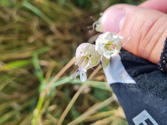 Eine Leimkrautart (Nelkengewächs), giftig.