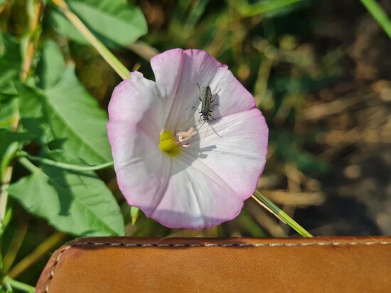 Ackerwinde mit einem "Grauen Schenkelkäfer".