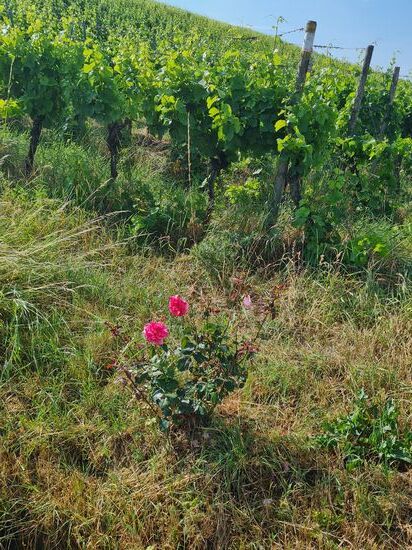 Schon bald auf der anderen Mainseite ein Weinhang mit einem Rosenstöckchen.
Nur eine ästhetische Verzierung?
NEIN, da geht es um viel Ertrag von den Weinreben !
Die sensible Schönheit dient dem Winzer als Indikator für Pflanzenkrankheiten, wie etwa Mehltau. Die im Gegensatz zur Rebe anfälligere Rose wird etwa zwei Wochen früher von Schadpilzen befallen, so daß der Winzer rechtzeitig Gegenmaßnahmen einleiten kann. Durch gezielten Pflanzenschutz geriet diese Methode vorübergehend in Vergessenheit. Neuerdings findet sie im ökologischen Weinbau jedoch wieder mehr an Bedeutung, um unnötiges Ausbringen von Fungiziden einzudämmen.