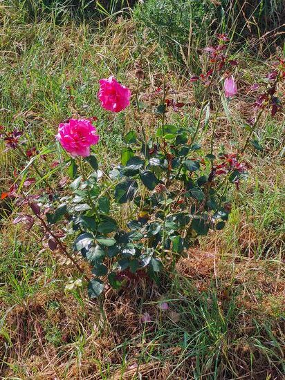 Anschließend noch einige Makro-Aufnahmen incl. Tautropfen an den Blütenblättern.