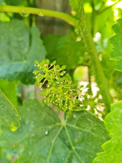 Na ja, es ist erst der 20. Juni und die Weintrauben selbst sind noch in einem winzigen Anfangsstadium, das noch gar keine Öchsle-Grade am Öchsle-Messgerät, sprich "Refraktometer", erwarten läßt.