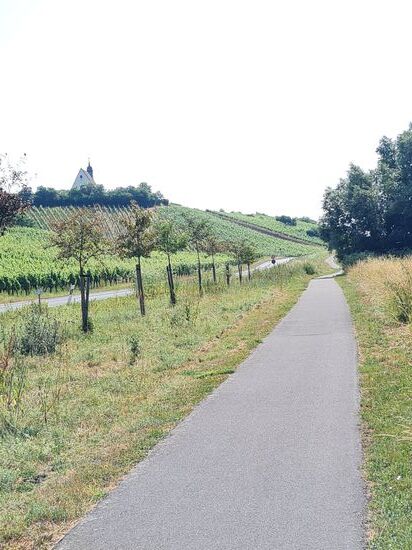 Kurz vor Volkach erscheint auf der Anhöhe des Volkacher Kirchbergs über dem Weinhang die Kirche "Maria im Weingarten".