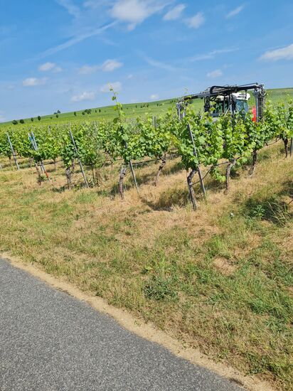 Geerntet wird hier bei Sommerach aufgrund der frühen Jahreszeit natürlich noch nicht.