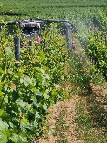Am Kleintraktor sind an den beiden Auslegern sogenannte Laubschneider montiert.
Über den Laubschnitt ist zu erfahren, daß etwa 8-13 Blätter pro Traube vorhanden sein sollten. Demnach überflüssige Blätter saugt ein Laubsauger an (da konnte ich kurze Zeit einen großen Ventilator am Traktorheck sehen) und schneidet sie ab.
Als qualitätsfördernde Laubarbeit gilt auch das (Teil-)Entblättern der Traubenzone. Denn die besser belüfteten Trauben trocknen nach Niederschlägen schneller ab und sind dadurch weniger anfällig für gewisse Krankheiten. Wegen Sonnenbrandgefahr für die Trauben empfehlen manche Fachleute eine Entblätterung nur auf der der Sonne abgewandten Seite.