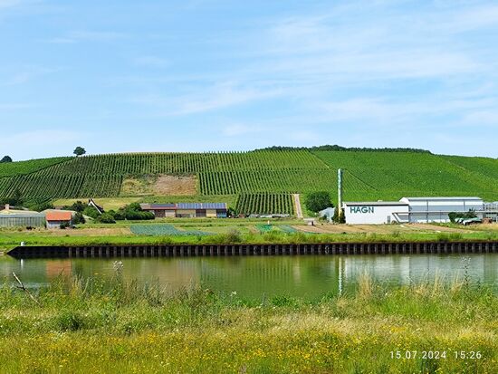 Kurz nach Unterquerung der Talbrücke präsentieren sich auf dem Weinhang die  ersten Rebstöcke sauber in Reih und Glied.