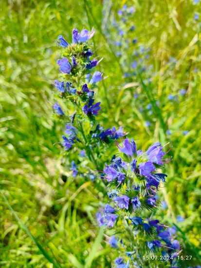 Botanik am Rande des Radwegs:
"Gewöhnlicher Natternkopf". Blüten, Blätter und Samen können in der Küche eingesetzt werden.
