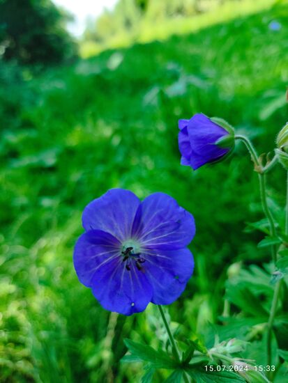 "Geranium pratense" oder auch "Wiesen-Storchschnabel"