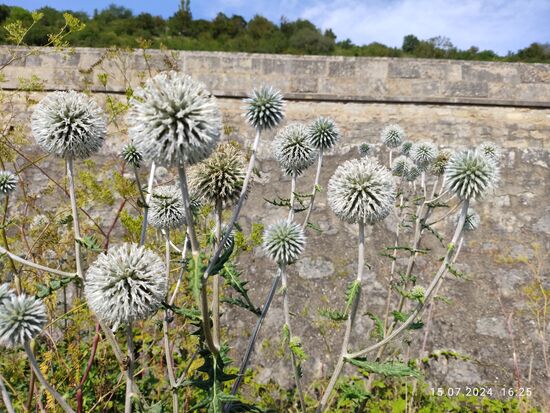 Drüsen- oder auch Große Kugeldistel.