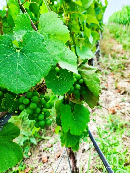 Da braucht's noch viele Sonnenstrahlen bis zur Ernte.