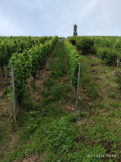 Um den Weg über die weitgeschwungenen Straßenkehren abzukürzen, wird der direkte Trampelweg zwischen den Rebstöcken genommen, damit höhere Aussichtspositionen erreicht werden können.