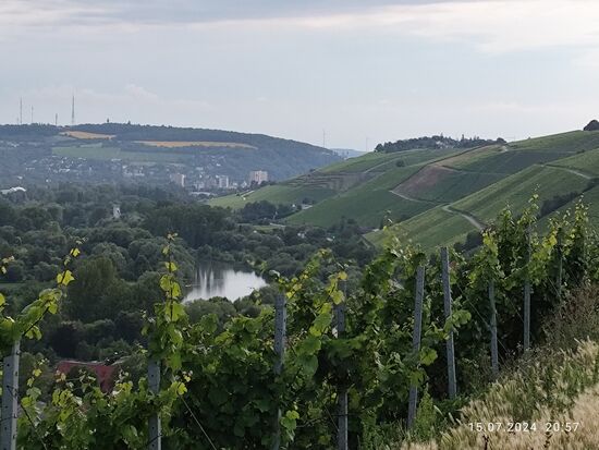 An dieser Linksbiegung des Mains endet mein Quartiersort Randersacker und im Hintergrund dürfte die Wohnbebauung schon zu den linksmainischen Stadtteilen Heidingsfeld und Steinbachtal der hinter dem großen Weinhangrücken verborgenen Stadt Würzburg gehören.