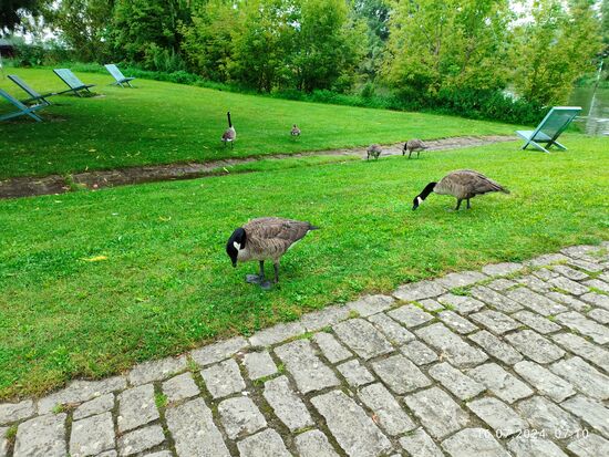 Eine kleine Gruppe der weitverbreiteten Kanadagänse.
Aus der Familie der Entenvögel stammend gelten sie als die weltweit am häufigsten vorkommende Gans.
Über deren Plagepotenzial und Invasivität haben der NABU und Bundesamt für Naturschutz ihre eigenen Auffassungen, die ich nicht weiter detailliert darlegen möchte. Ein Passant äußerte sich dahingehend: 
Die fressen alles nieder und sch...... dann alles voll.