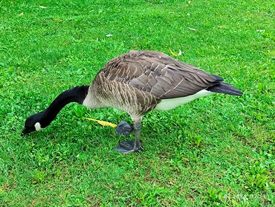 So eine Kanadagans ist schon eine stattliche Erscheinung von der man nur ungern attackiert werden will. Aber meine Annäherung (das war kein besonderes Zoomfoto) ignorierte dieses Exemplar sichtlich mit Desinteresse und weiterer Fresstätigkeit.