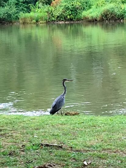 Der Fischreiher dagegen hat von Haus aus eine sehr scheue Natur. So war ich doch recht erstaunt, daß dieser hier lange Zeit still verharrte, so daß ich anhalten, das Handy in Anschlag bringen und knipsen konnte, bevor er sich abhebend in eine andere Jagdposition nach einer Portion Fisch begab.