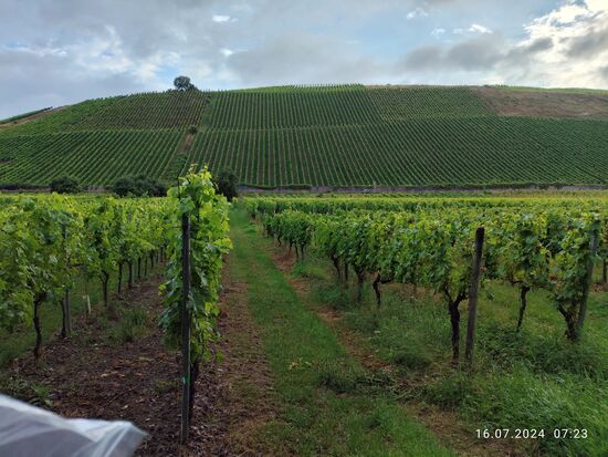 Zwei Beispiele für Weinbau in einem Bild: 
Im Vordergrund die sogenannte Flachlage mit einer Neigung von unter 5 %, 
bis 30 % stellen eine simple Hanglage dar, bei mehr als 30 % besteht Steillage, die der Hang im Hintergrund geschätzt aufweisen dürfte. 
Ergänzend spricht man von Steilstlage von Flächen, die aufgrund ihrer extremen Hangneigung von teilweise ca. 100 % fast jeglicher Mechanisierung unzugänglich sind - dies vor allem in den engen Flußtälern von Mittelrhein und Mosel.