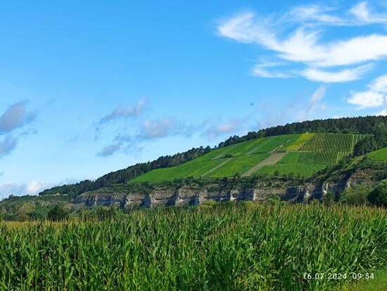 Kurz hinter Himmelstadt bis kurz vor Karlstadt stechen unterhalb der Weinhänge auf der östlichen Mainseite wieder charakteristische Felsformationen in gezackter Form hervor.