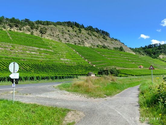Schräg gegenüber auf meiner linksmainischen Seite sticht der imposante Kallmuth hervor, komplett beschrieben "Fürstlicher Homburger Kallmuth". An diesem Weinberg mit der auffälligen oberen Felsfassade wird seit über 1200 Jahren Weinbau betrieben.