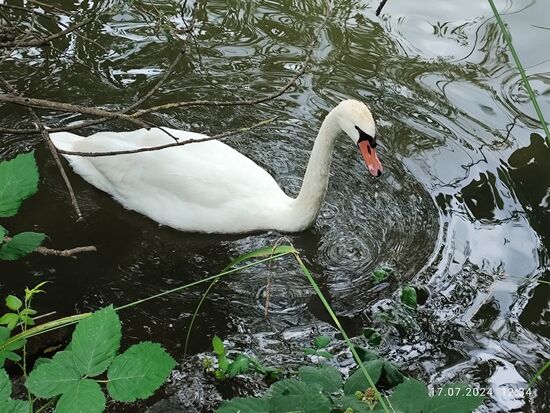 Schwanenidyll an der besagten, hier nicht erkennbaren Ausbuchtung.