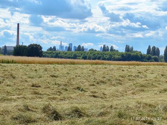 Man fährt so gemächlich entlang von landwirtschaftlichen Flächen, da tut sich doch im hintersten Hintergrunde eine Art Vision einer größeren Ansiedlung auf. Der Radwegweiser von vorhin lieferte ja bereits einen Fingerzeig.
Den Schlot in der linken Bildmitte klammern wir mal aus, da er von der hinteren Erscheinung zu weit entfernt ist.
Befinden sich im Hintergrund etwa mittelalterliche Stadttürme an einer Stadtmauer?
Ist das etwa die Römer-Siedlung Nida, die römische "Metropole" mit lebendiger Kultur, regem Handel und einem Hauch von Luxus? Und die dort lebenden Römer den Ausgrabungen nach eine Wegwerfgesellschaft wie wir?
Natürlich handelt es sich bei dieser Skyline um Frankfurt am Main oder auch neuzeitlich als "Mainhattan" tituliert. Der linke Tower müsste der 
Commerzbank-Tower sein, der rechts etwas vom Block der Türme abgesetzte, oben zugespitzte Turm ist ganz sicher der "Messe Turm", von den Frankfurtern wegen seiner Erscheinung auch "Bleistift" genannt.
Vor weiteren Beschreibungen tasten wir uns aber erstmal vorsichtig am Main entlang in die Vis-à-vis-Position vor Ort am Mainufer.