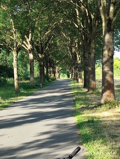 Auf dem Satellitenbild von Google Maps (hier nicht eingestellt) läßt sich diese charakteristische Allee bestens erkennen.