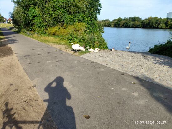 Auf Höhe Rüsselsheim lädt Fam. Schwan zum Fotoshooting ein.