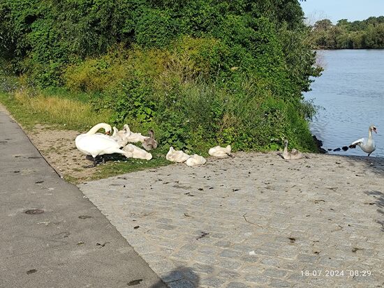 Der rechte Eltern-Schwan betreibt gerade "Ein-Bein-Morgengymnastik".