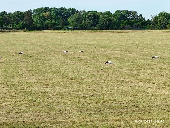 "Liebe" (Wühl-)mäuse und sonstiges Unterflur-Getier: