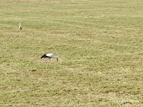 Ihr seid vom Storch begehrt.