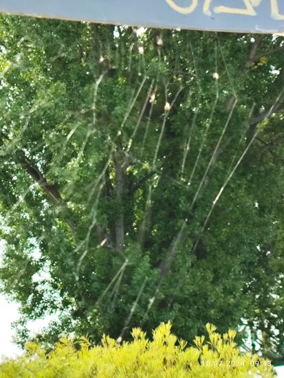 Das Spinnennetz als tierisches Naturprodukt im Vordergrund von Baum und Strauch darf auch noch in diesem Bericht in Erscheinung treten.