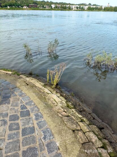 Die glitschige Pflasterschräge in das letzte Stück Main war mir zu gefährlich für eine Fußabkühlung und ein letztes Kreuzzeichen mit diesem Gewässer.