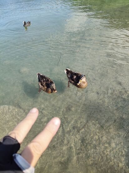 Zusätzlich mit Blässhuhn oben.