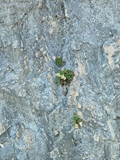 Mauerblümchen an der Straßen-Felswand.