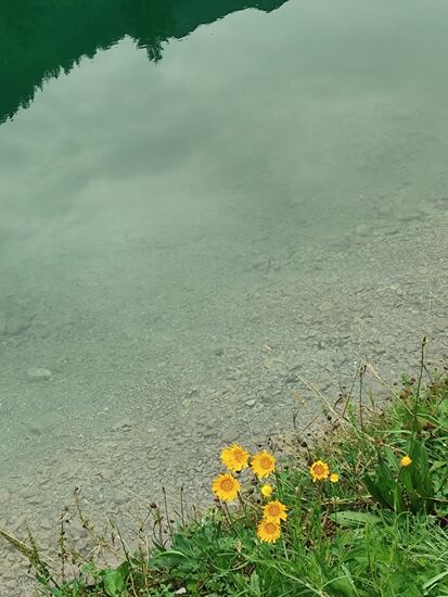 Hier und im nächsten Bild mal ein kleiner Blümchen-Einschub als Wegbegleiter.