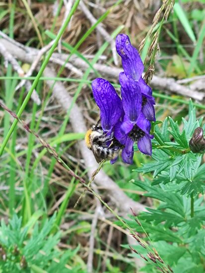 Eine fleißige Hummel-/Wildbienenart an einem Eisenhut.