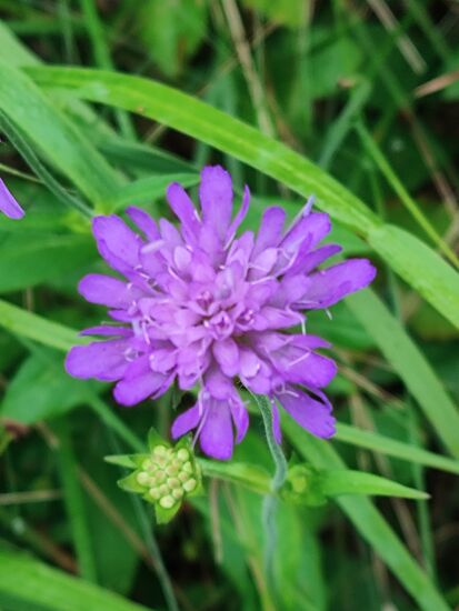 Eine Art der Witwenblume, trotz des Namens nicht giftig, gilt als essbare, aber bittere oder herb-würzige Wildpflanze.